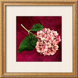 Buy Pink Hydrangea at AllPosters.com