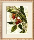 Fantastical Botanical II