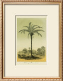 Buy Astrocaryum Palm at AllPosters.com