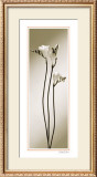 Buy Fressia at AllPosters.com
