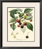 Buy Cherries at AllPosters.com