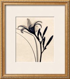 Buy Daylily at AllPosters.com