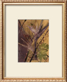 Buy Rainforest Suite II at AllPosters.com