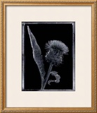 Buy Thistle at AllPosters.com