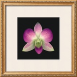 Buy Dendrobium at AllPosters.com