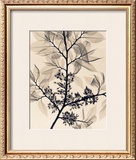 Buy American Elm at AllPosters.com