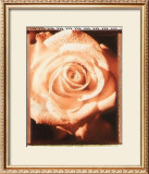 Buy Beautiful Flower II at AllPosters.com