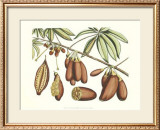 Buy Botanical III at AllPosters.com