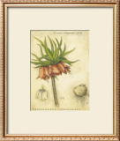 Buy Crown Imperial Lily at AllPosters.com