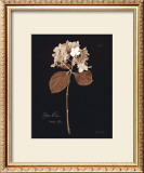 Buy Hydrangea at AllPosters.com