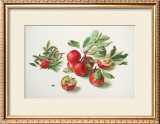 Buy Apples and a Rose at AllPosters.com