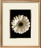 Buy Dahlia at AllPosters.com