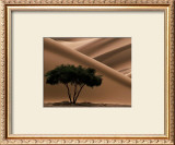 Acacia