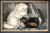 Persian Cat and Gold Fish