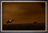 Buy Southwest Paint Horse at AllPosters.com