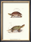 Buy Antique Turtles II at AllPosters.com