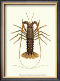 Antique Lobster IV