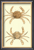 Buy Antique Crab III at AllPosters.com