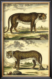 Panther and Leopard