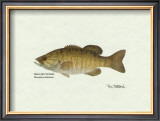 Smallmouth Bass Fish