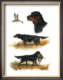 Buy Gordon Setter at AllPosters.com