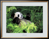 Buy Giant Panda, Szechwan Province, China at AllPosters.com