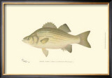 Buy White Bass at AllPosters.com
