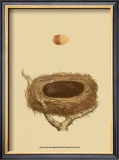 Buy Antique Nest and Egg III at AllPosters.com