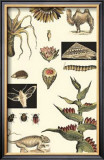 Nature's Curio III