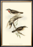 Gorget Warbler