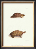 Buy Antique Turtles I at AllPosters.com