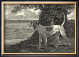 Buy Staghound at AllPosters.com