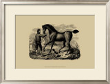 Horse and Horsemen VI
