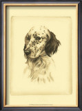 Danchin Setter