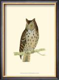 Buy Mottled Owl at AllPosters.com