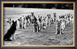 Police Dogs on Parade