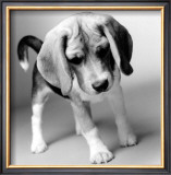 Buy Georgia at AllPosters.com