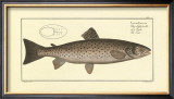 Buy Trout at AllPosters.com
