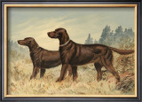Irish Setter II