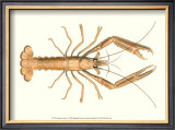 Buy Antique Lobster I at AllPosters.com