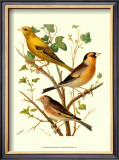 Buy Domestic Bird Family VI at AllPosters.com