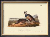 California Partridge