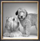 Buy Ruff and Daisy at AllPosters.com