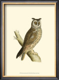 Buy Long Eared Owl at AllPosters.com
