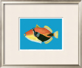 Buy Humuhumu Engraving at AllPosters.com