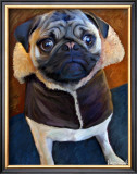 Aviator