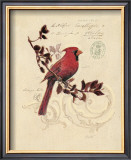 Filigree Cardinal