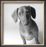 Buy Cecil at AllPosters.com