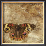 Buy Moth at AllPosters.com