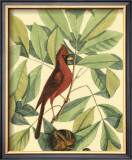 Buy Red Bird and Hiccory Tree at AllPosters.com